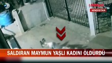 Saldırgan maymun kadını böyle öldürdü