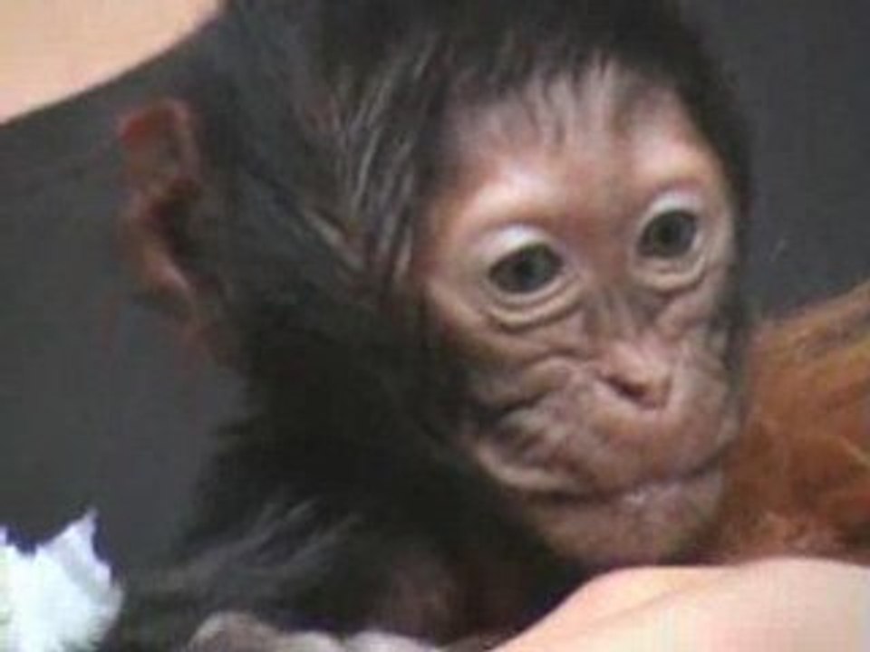 Naissance d'un singe Gelada au PAL