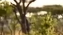 Aniaml Ai Video