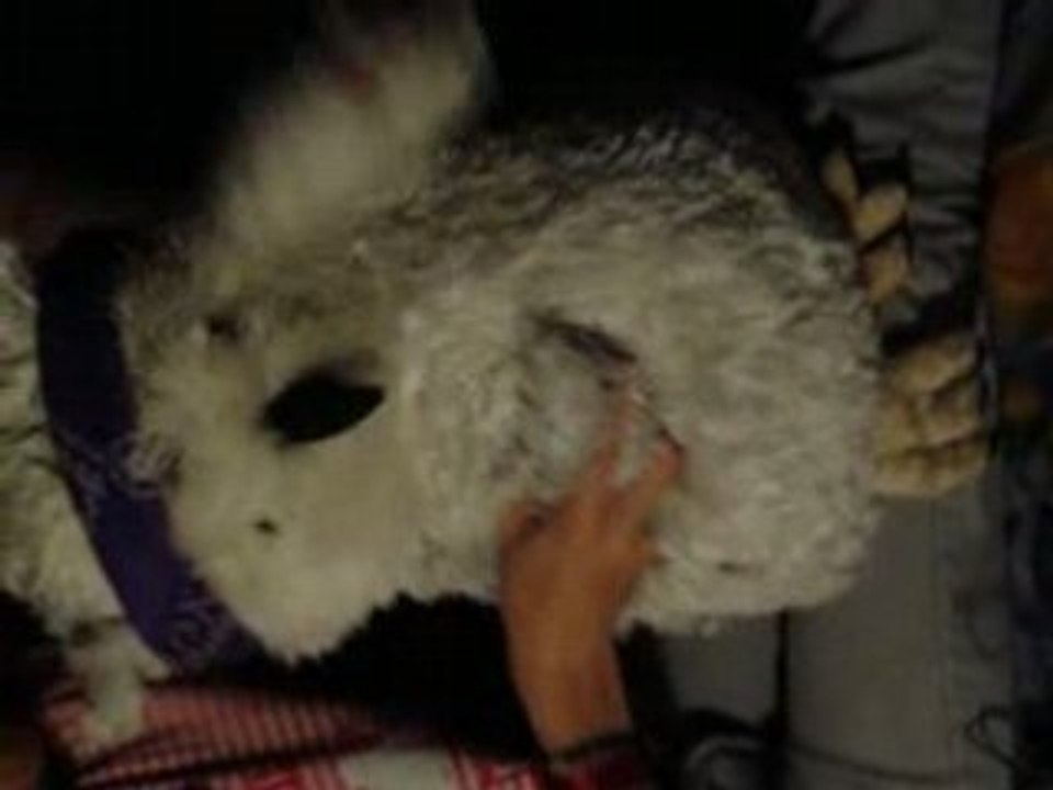 Danse petite, danse...