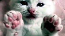 This Kitten Is So Cute 😍 #Kitten #CuteKitten
