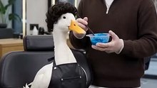 Duck at hair styles 💙
