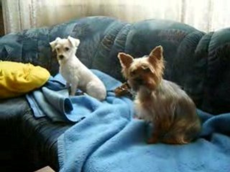 Viens jouer avec moi ! (Sidney et Steffie)