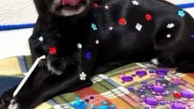 ✨ Pet's Cartoon Princess 3D Heart-Shaped Diamond Stickers ✨