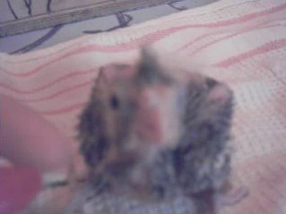 Bb callo