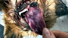 Cão atropelado e com sinais de maus-tratos expõe irresponsabilidades e pergunta: de quem é a culpa?