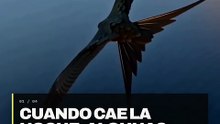 El ave que puede dormir mientras vuela