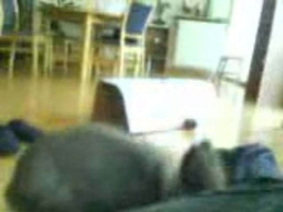 La dure vie de lapin