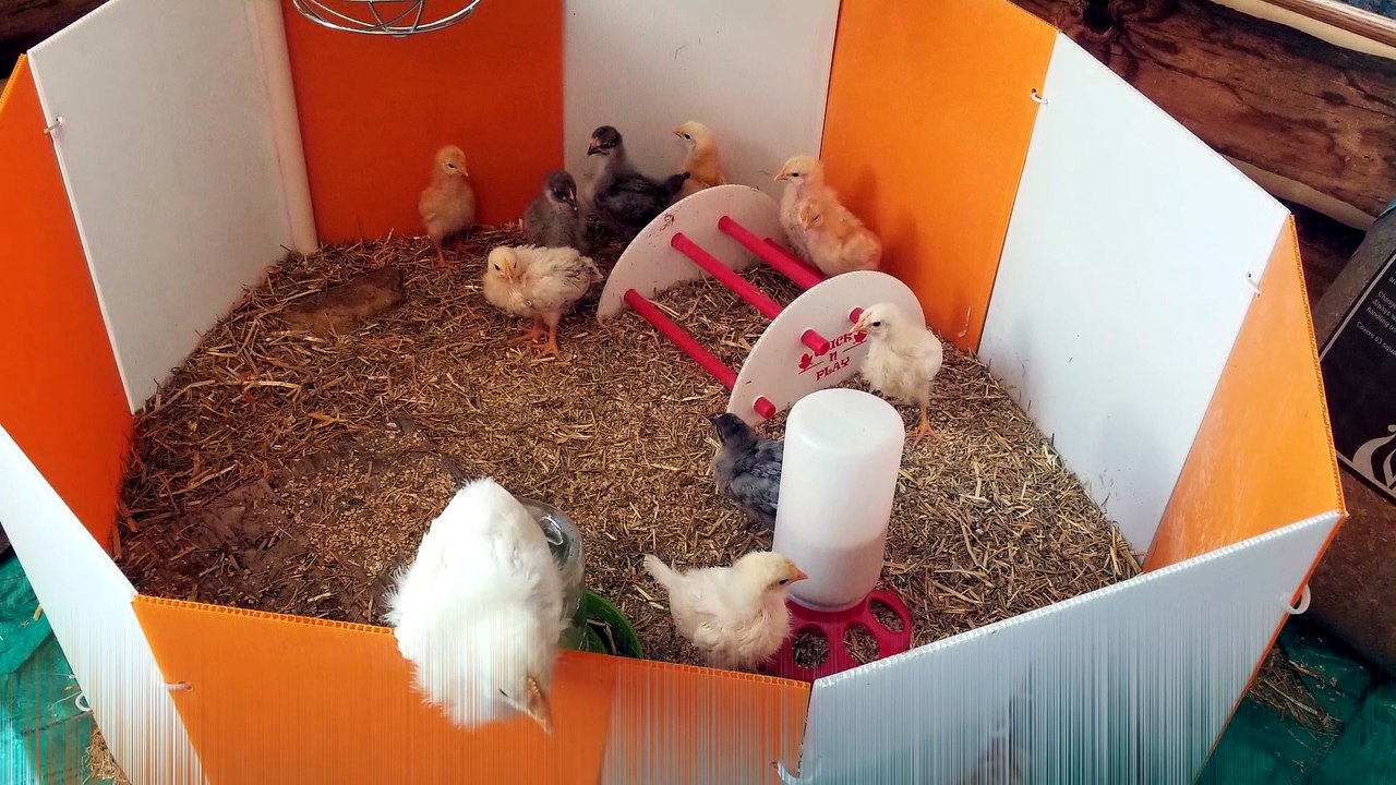 The hero the brooder deserves, but not the one it needs right now. | # ...