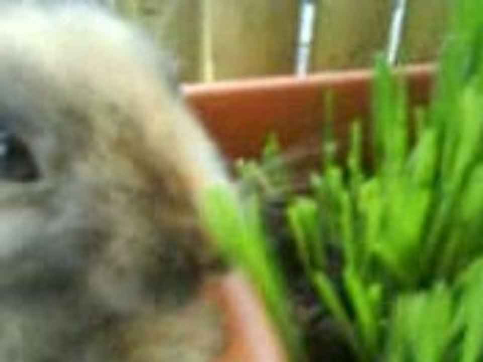 La dure vie de lapin (la bonne herbe)