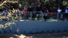 Three capybaras brought to Canberra’s National Zoo & Aquarium