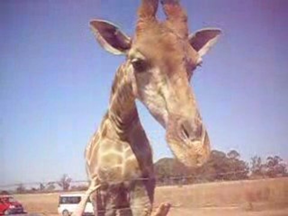 Girafe