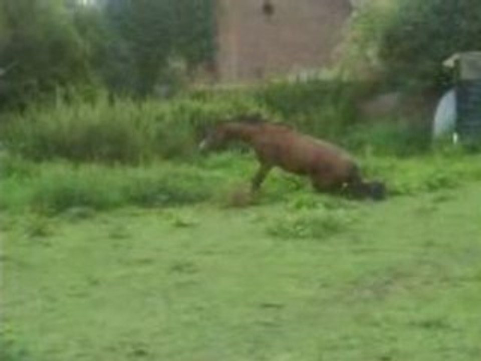 chute de cheval
