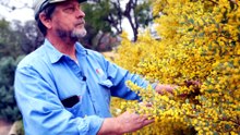 Rare flowers blooming in SA’s Riverland