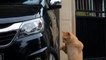 Funny cat dancing to a car horn
