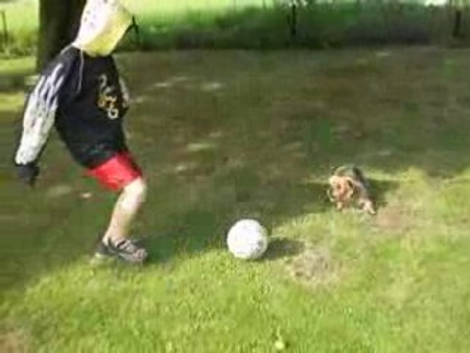 Dog foot