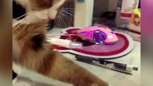 Funny Pets 🔥 Top Amazing Moments 💯cute and funny
