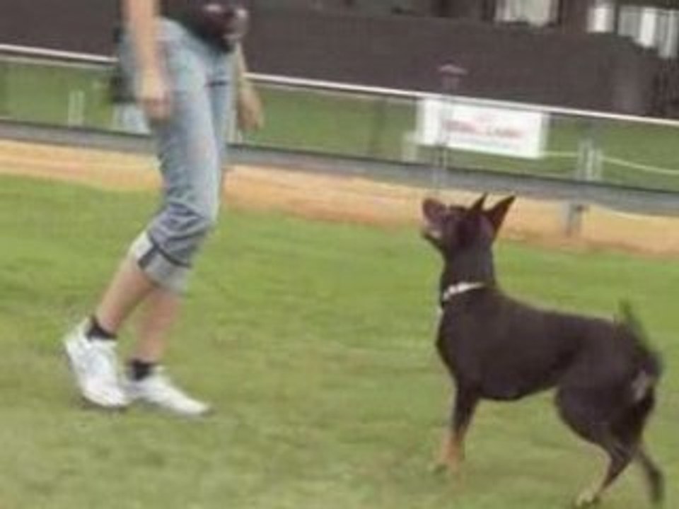 Eo kelpie obé 2