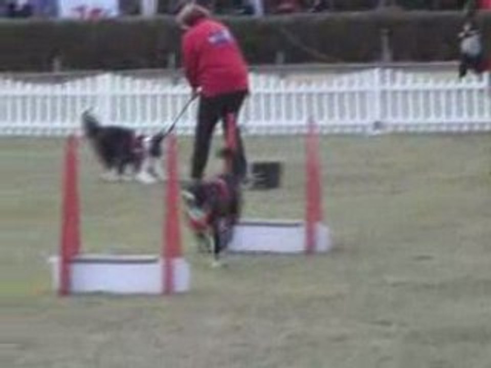 Eo flyball