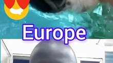 🐶 Les chiens savent nager… mais en Afrique, c’est une autre histoire 😂🌊 | Vidéo Humour