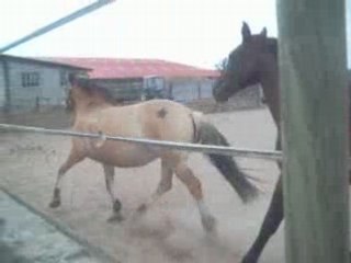 Malice ma ponette fjord que j adore