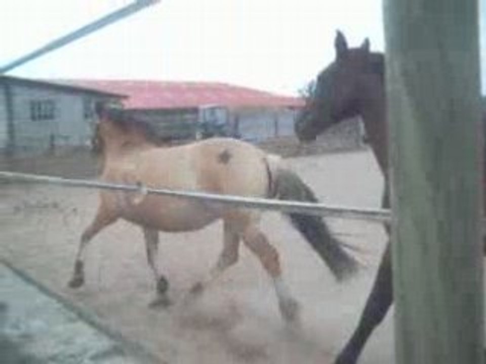 Malice ma ponette fjord que j adore