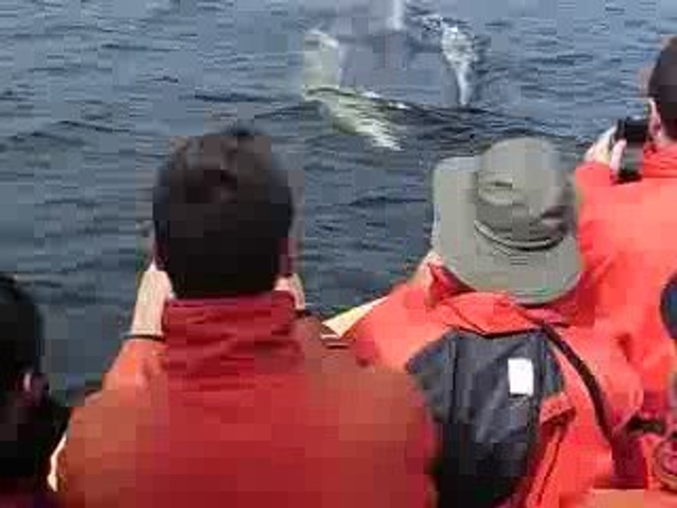 Baleine qui passe en dessous de notre bateau au Fjiord