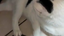 mi amigato el #gato pernanca #michi peludo llega a visitarme #shorts #animales #mascotas #felino