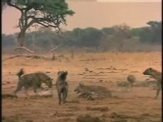 pourquoi les hyénes rient-elle ?