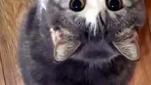 Funny cat  Sweet