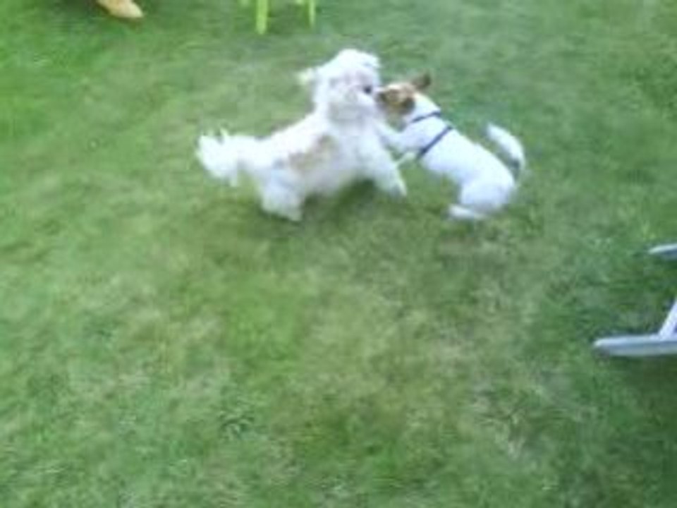 LunA & pollux 1