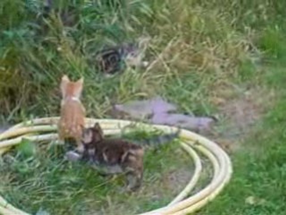 jeux de chats