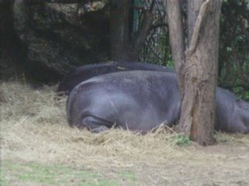 ZOO