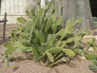 Adelaide Botanic Garden