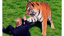 Trump tigre