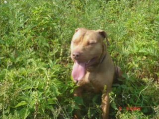 My American Pitbulls Spazz & Breezy