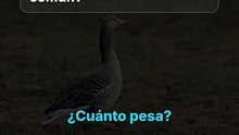 El peso de la avutarda común