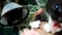 cute kitten #cute #kirtan #foryou #viral
