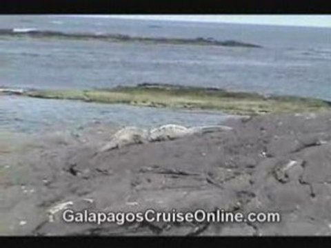 The Galapagos Islands Videos - walking with iguanas