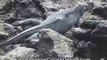Iguanas Galapagos Islands Video Blog