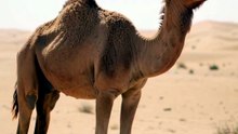 How Do Camels Survive Sandstorms? 🐪🏜️