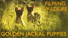 Golden Jackal Puppies in the Hedge Row | Rare Wildlife Filming