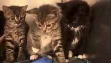 Kitten Holy Water