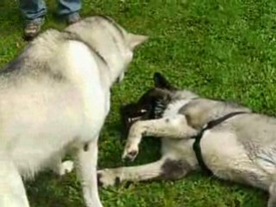 Luis & Bêta 4