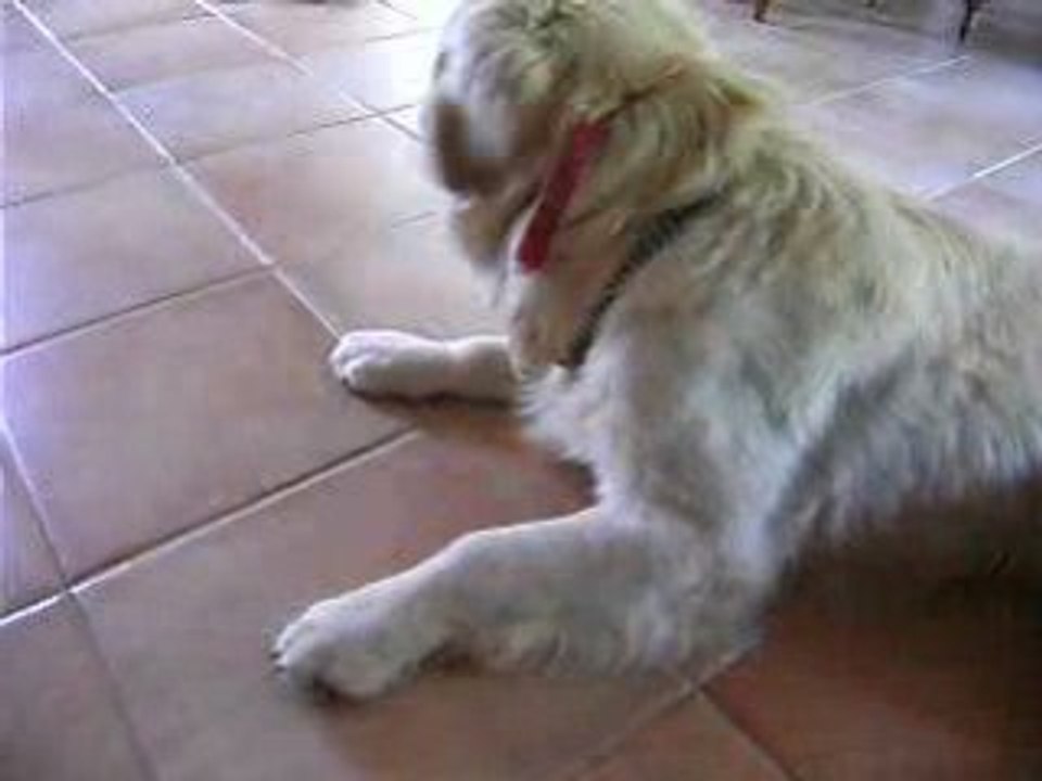 Chien Vs Mouche