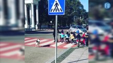 Cachorro ajuda pedestres a atravessar a faixa
