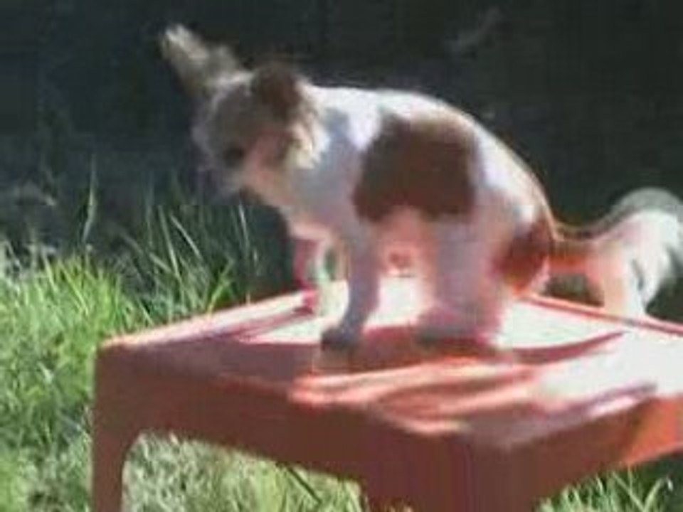 Obérythmée d'un chihuahua (Bouba)