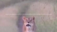 What Is a Lion's 'Intermediate Roar'?