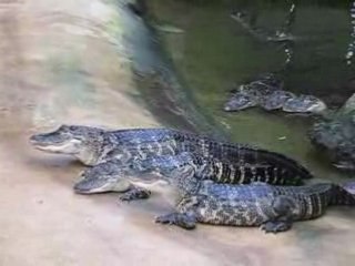 Beauvoir : Alligator Bay