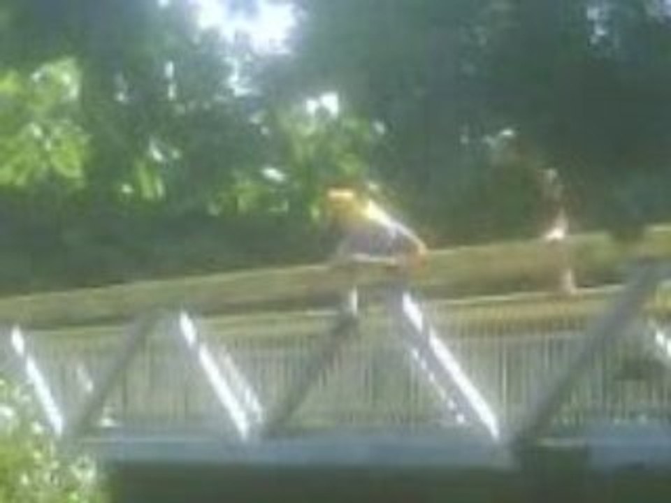 paserelle
